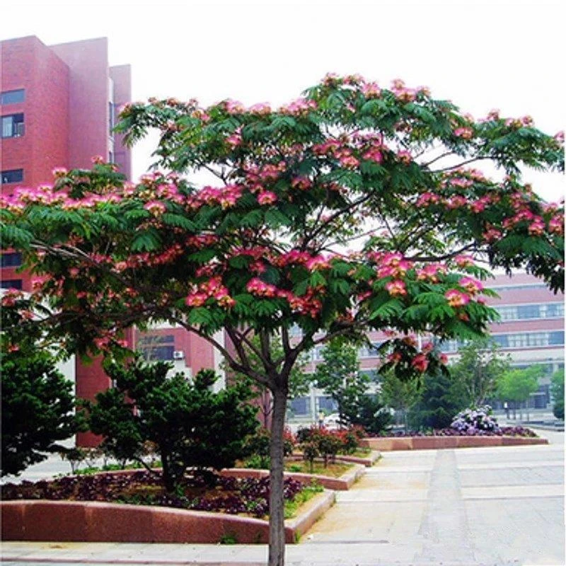 帅轩帅轩合欢树苗合欢苗绒花树苗芙蓉花树苗庭院合欢花苗绿化