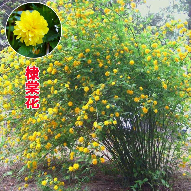 重瓣爬藤棣棠花苗丛生地棠蜂棠花攀缘植物棣棠梅黄榆庭院绿篱灌木