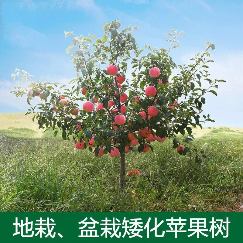 苹果苗苹果果树苗盆栽地栽别墅庭院种植果树果树苗嫁接矮化苹果苗