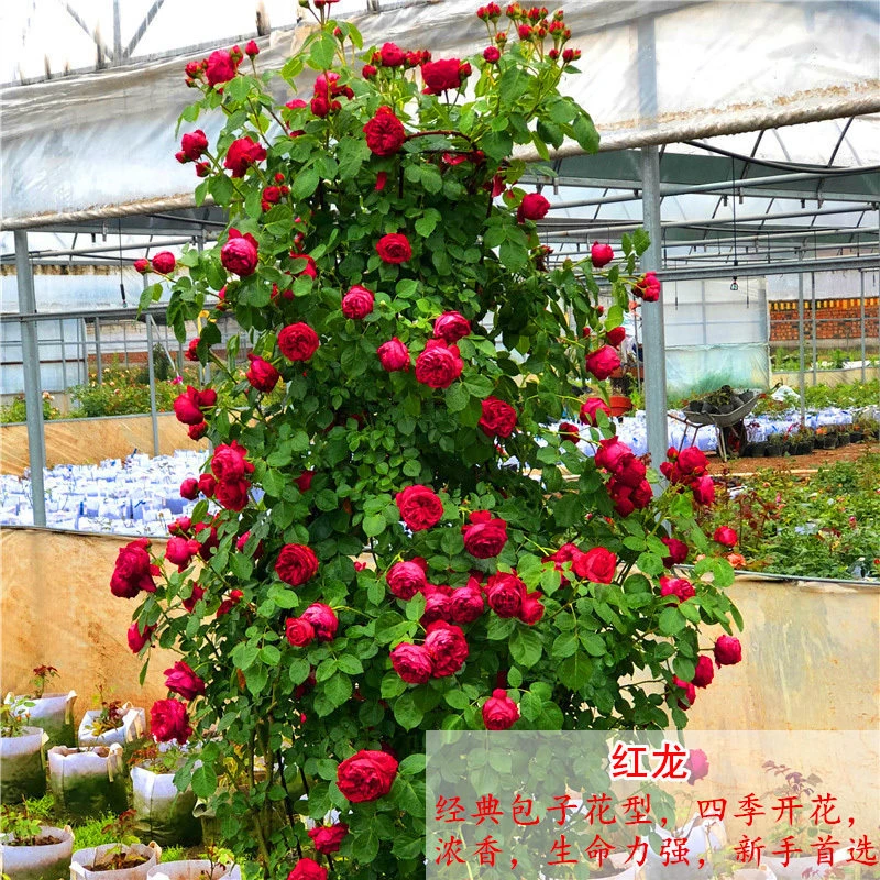 藤本月季花苗特大花浓香别墅庭院植物爬藤月季四季开花龙沙宝石