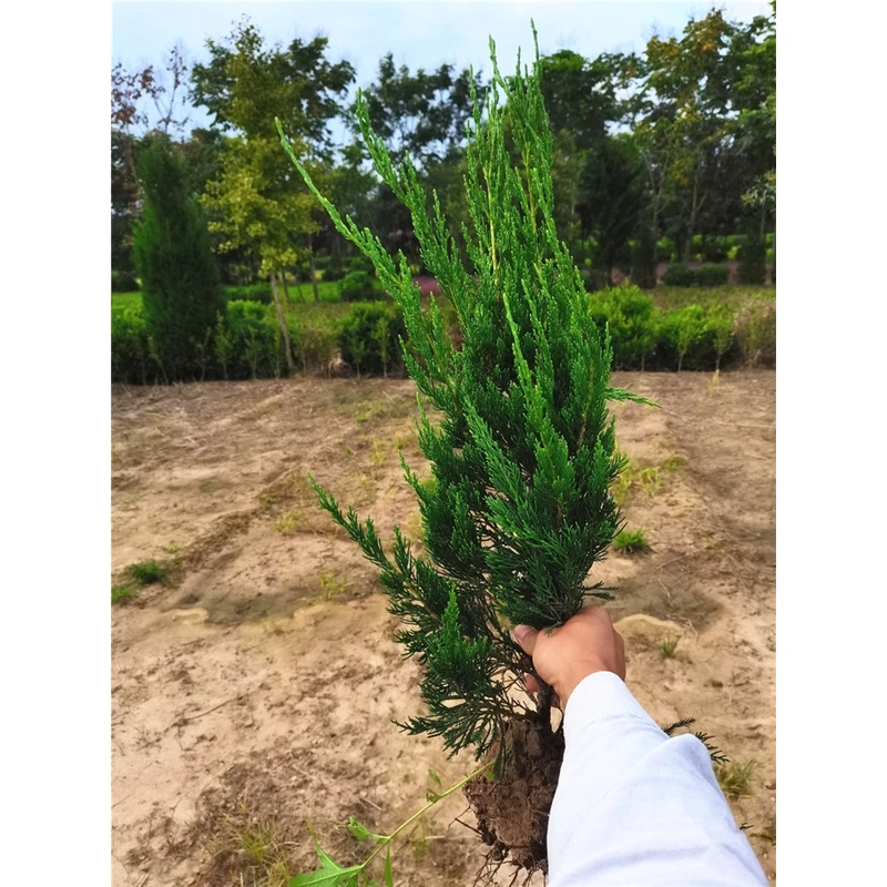 龙柏树苗塔柏松柏苗四季常青蜀块塔松公墓道路园林绿化易活墓地松