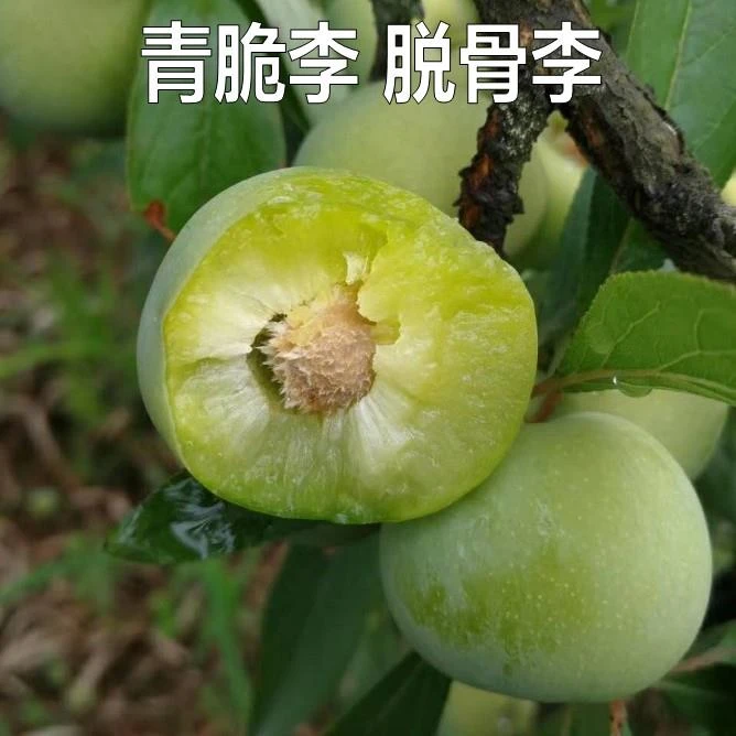 新品种果树苗李子树苗四川早熟青脆李脱骨李子苗嫁接苗南北方种植