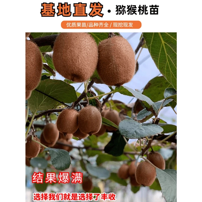 雌雄同体猕猴桃树苗红心猕猴桃果苗地载庭院南北种植