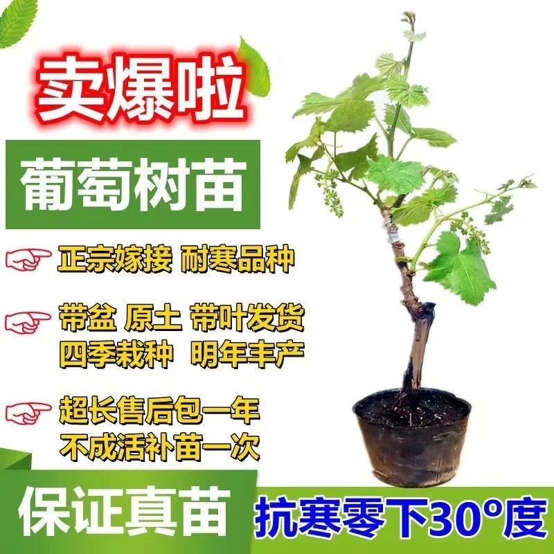 葡萄树苗盆栽地栽庭院南北方种植当年结果