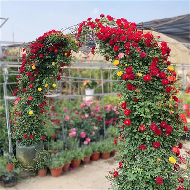 爬藤月季花苗 蔷薇花苗 藤本月季大花浓香四季庭院爬藤植物花卉盆