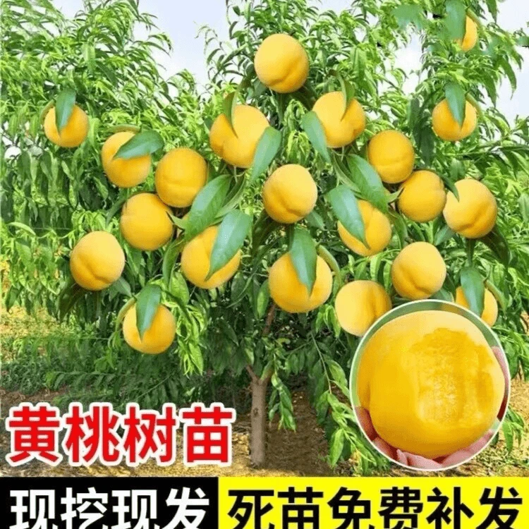 黄金蜜桃苗蟠桃黄桃树苗冬桃水蜜桃树果苗嫁接庭院种植当年结果苗