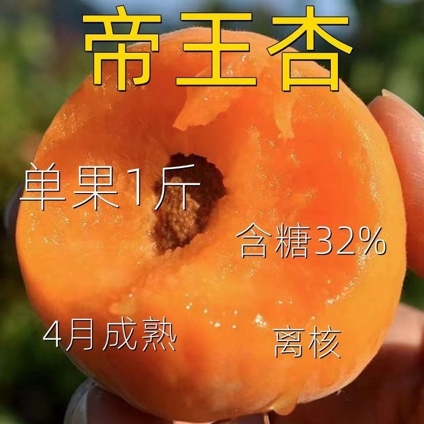 嫁接杏树苗果树早熟甜杏子苗耐寒南北方种植盆地栽果树苗当年结果