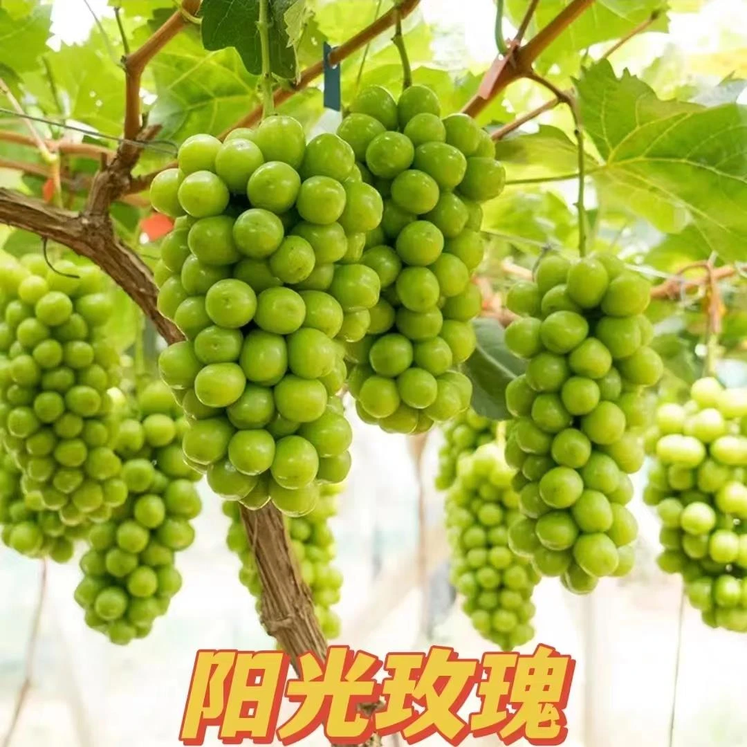 蓝宝石葡萄苗盆栽地栽南北方种植当年挂果嫁接无核耐寒养护