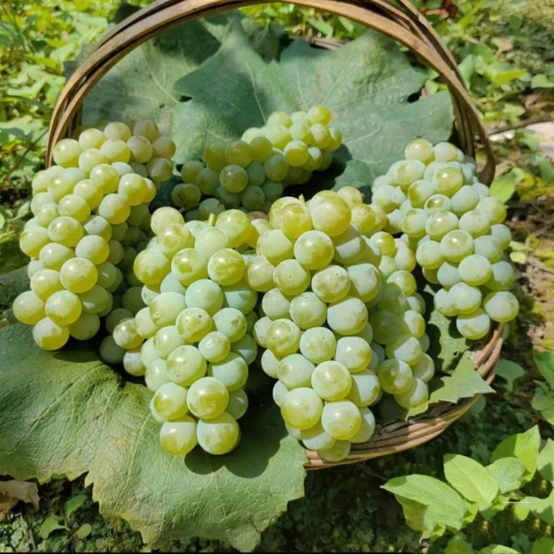 水晶葡萄苗大苗果树果苗爬藤巨峰树苗葡萄树苖南方种植当年结果