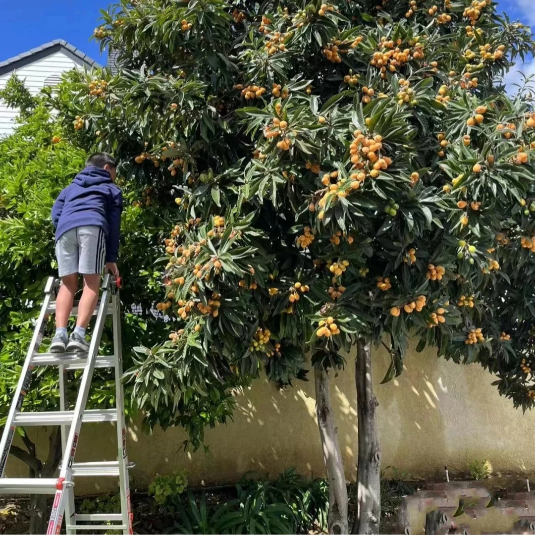 枇杷苗树大五星水果树苗果树无核枇杷苗南方北方四季种植当年结果