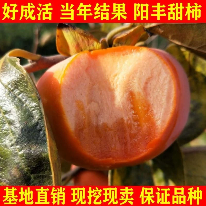 新品种柿子树苗南北方种植日本阳丰甜柿脆柿嫁接苗盆地栽自然脱涩