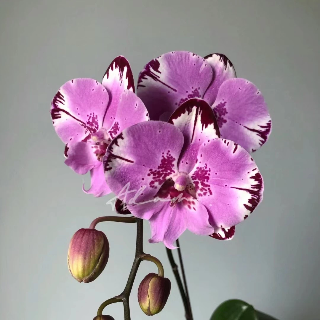 【米奇乐多】4.5寸蝴蝶兰苗壮实