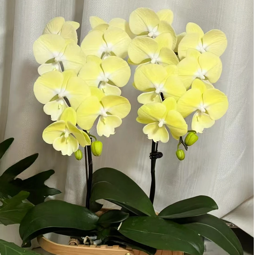 【星月】3.5寸杯蝴蝶兰苗成熟大苗