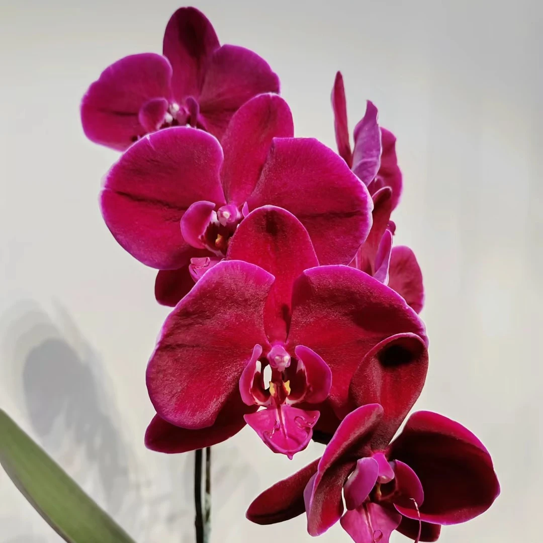 【牛记黑脸】3.5寸加高杯蝴蝶兰苗根系好