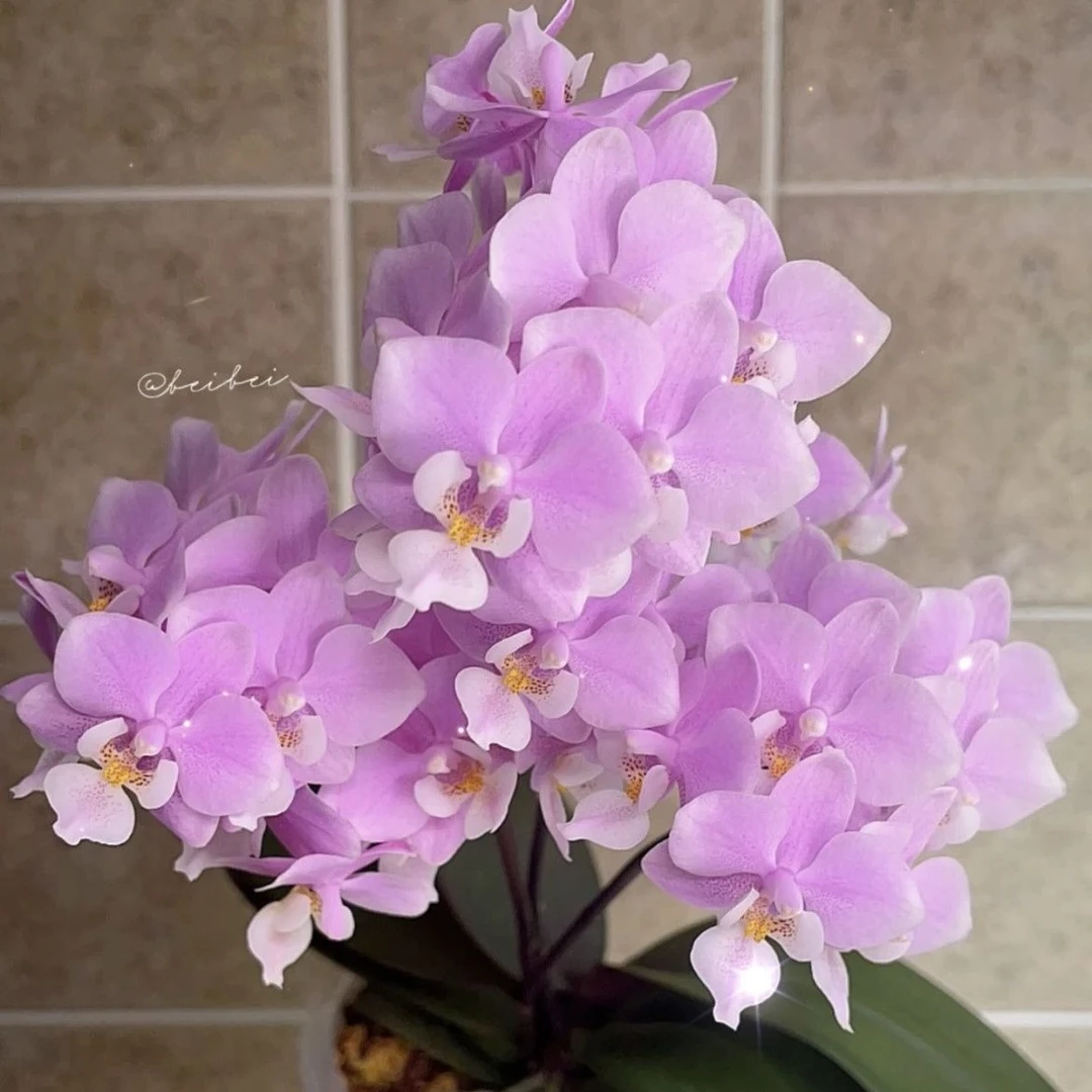 【樱兰】椎名3寸蝴蝶兰盆栽苗