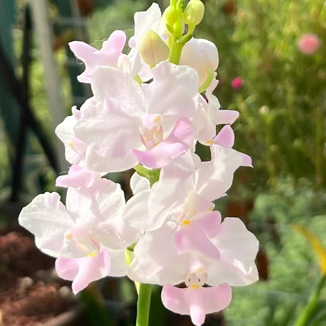 【粉猫】蝴蝶兰兰花苗3.0寸苗