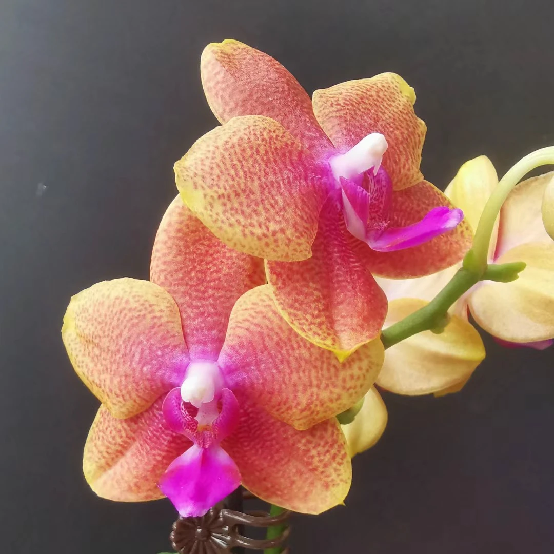 【香恋博格丽】3寸杯香味蝴蝶兰苗根系好