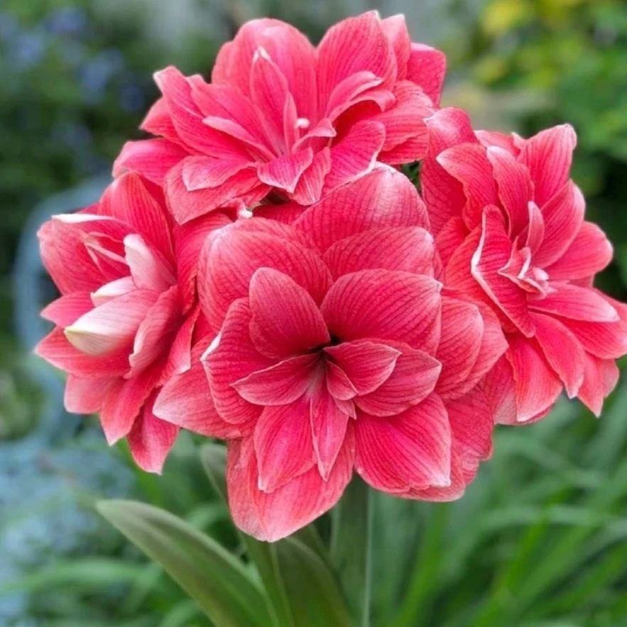 （双梦）朱顶红种球