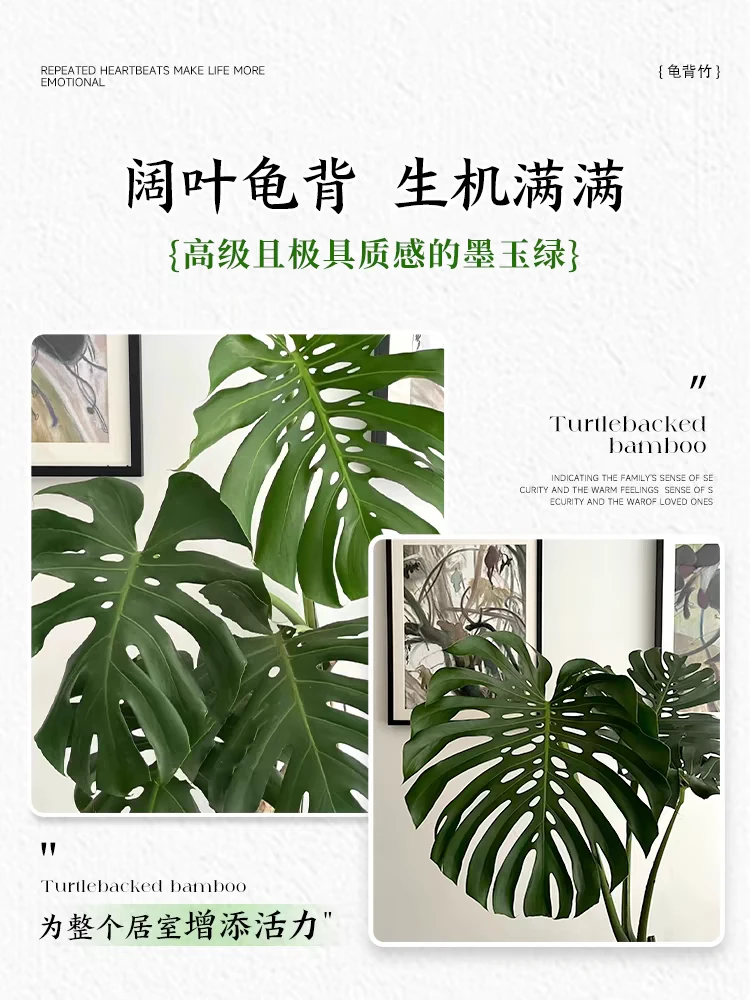 老桩独杆龟背竹盆栽绿植客厅北欧室内植物除甲醛植物植物办公室龟
