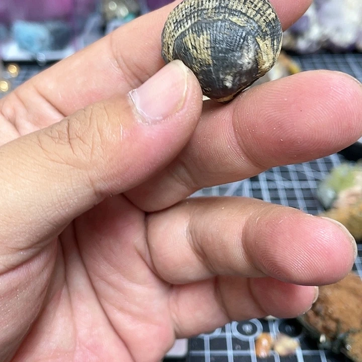 水晶水晶柱未镶嵌蝉****_