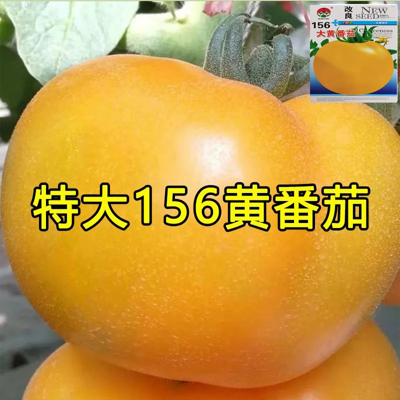 黄色大西红柿种子沙瓤大黄柿子种籽老品种阳台盆栽四季生长蔬菜籽