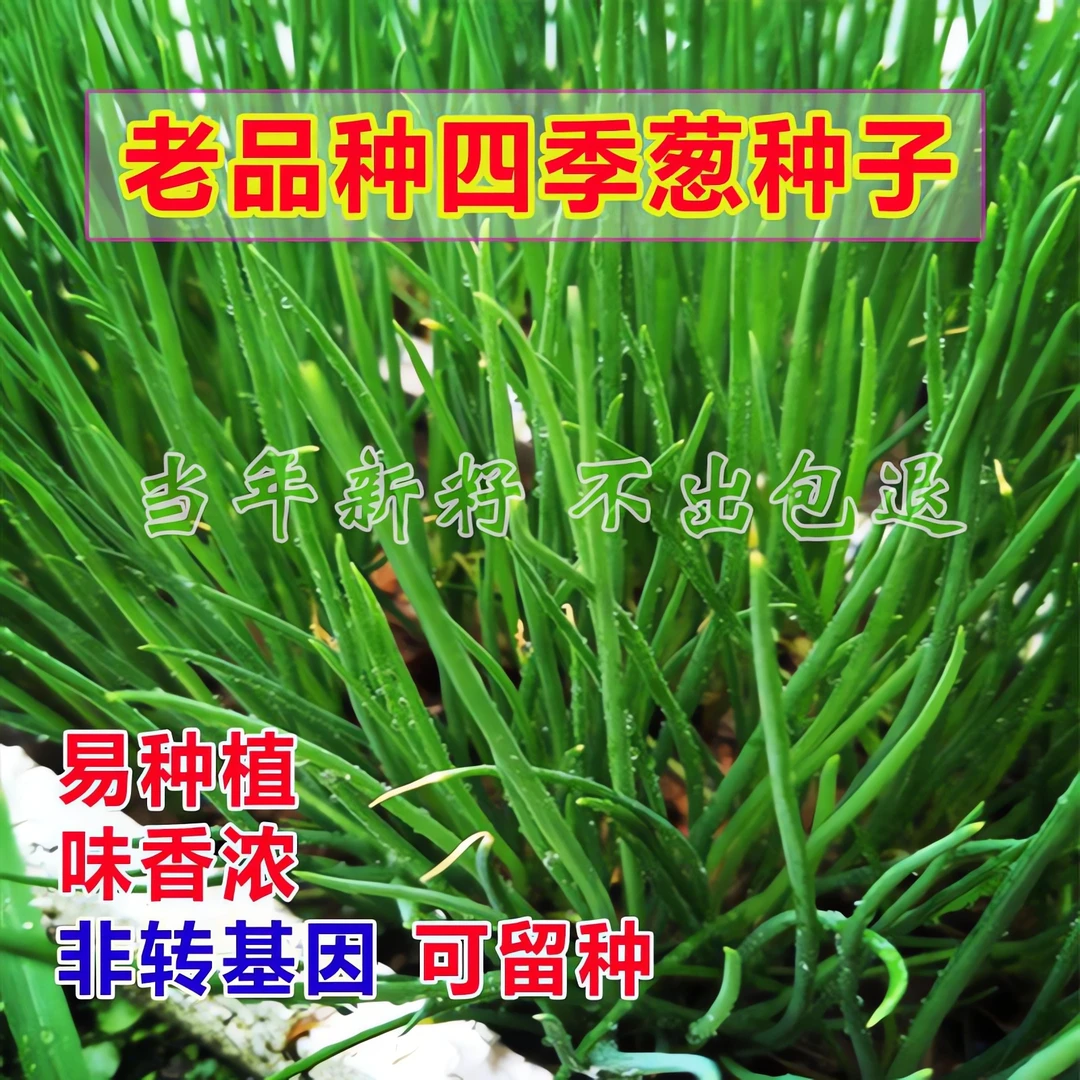 四季小香葱籽小香葱种子阳台室内盆栽葱种子耐寒蔬菜种子家庭菜种
