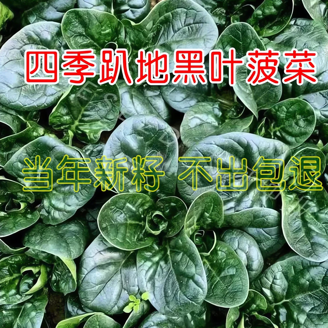 趴地菠菜种子黑圆叶菠菜种籽生长速度快耐寒高产越冬蔬菜种子大全