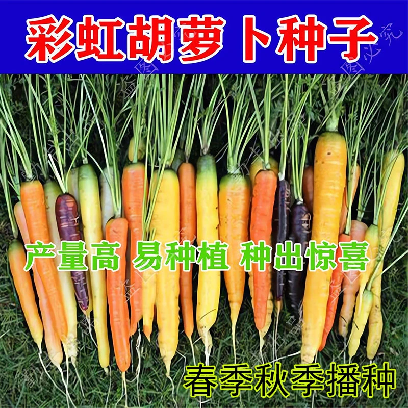 彩虹胡萝卜种子高产四季蔬菜种籽紫色红皮红心水果萝卜胡萝卜籽种
