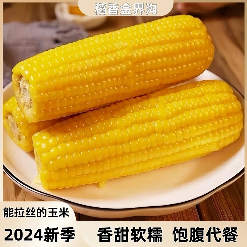 【丰收季】24年东北黄糯玉米250克-350克10根香甜软糯饱