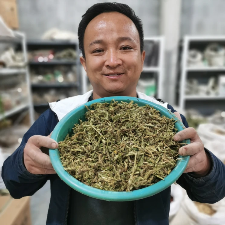伸筋草 云南伸筋草 种植的已切段晒干