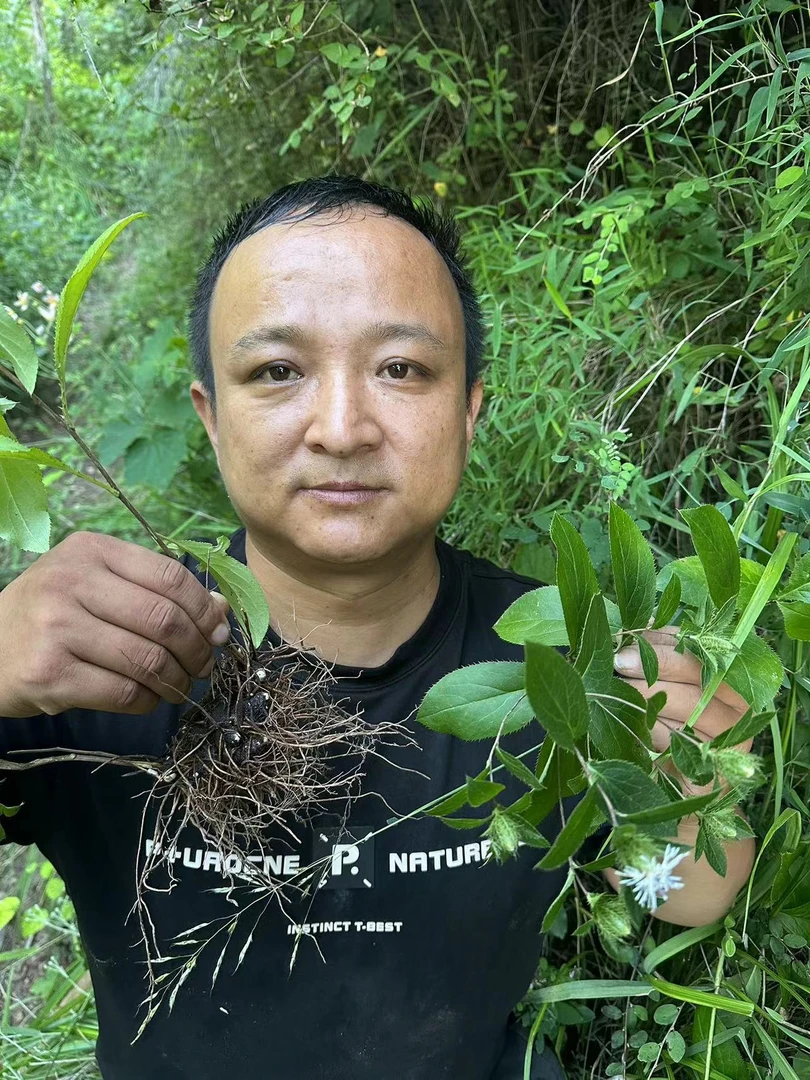 苍术 甘肃苍术 大山里采挖非种植的整根的 大小断根都有