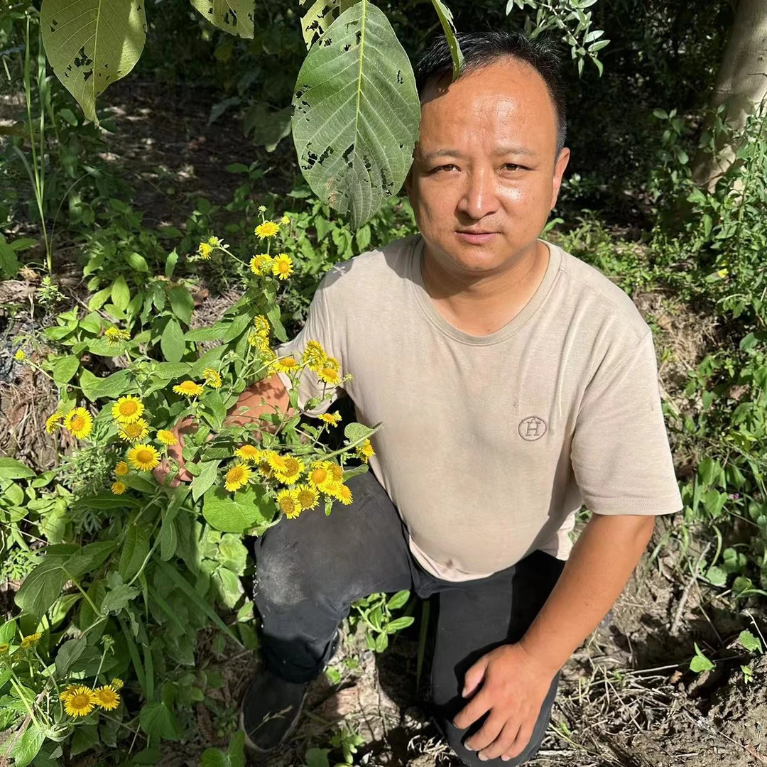 旋覆花 甘肃旋覆花 旋复花 非种植的