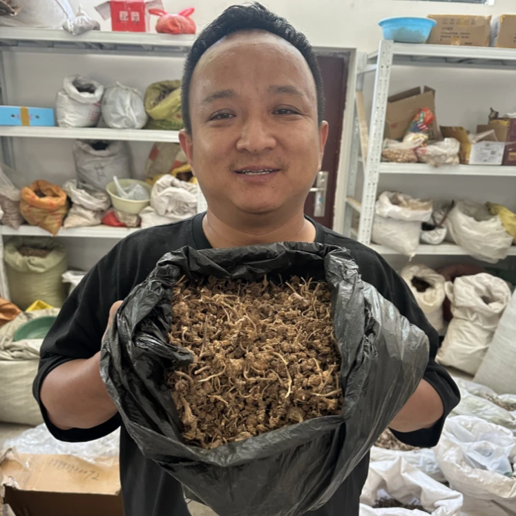 钮子七 甘肃纽子七 扣子七珠儿参大小颗颗都有