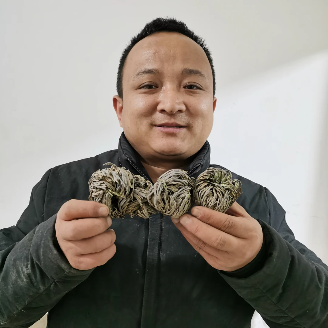 卷柏 甘肃卷柏 九死还魂草大山里采挖非种植的大小都有带根有泥土