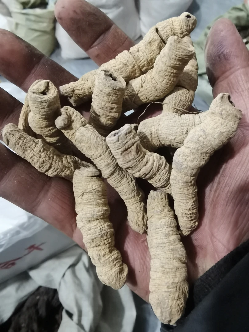 广东B巴 广东种植的 大根已抽芯 农产品根
