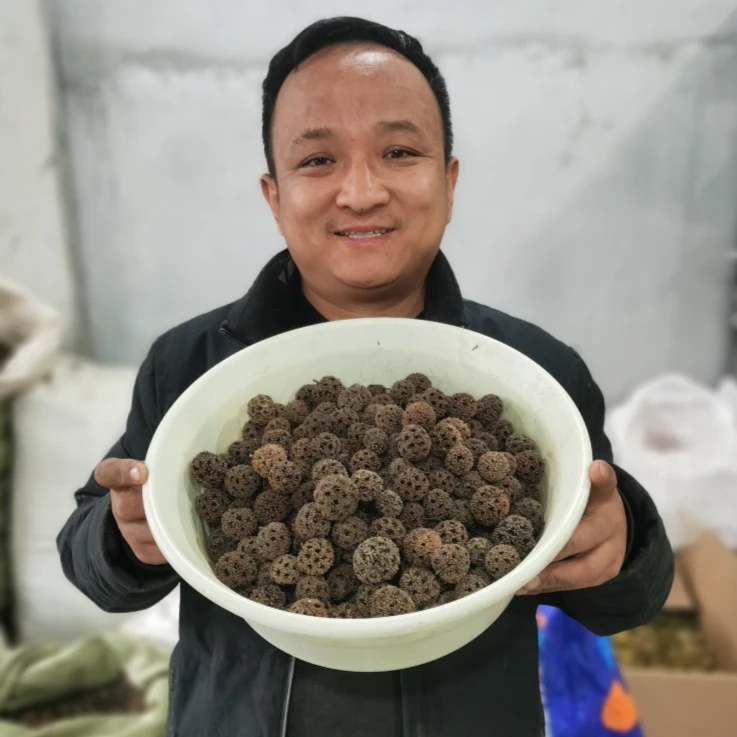 路路通 贵州路路通 生的种植的