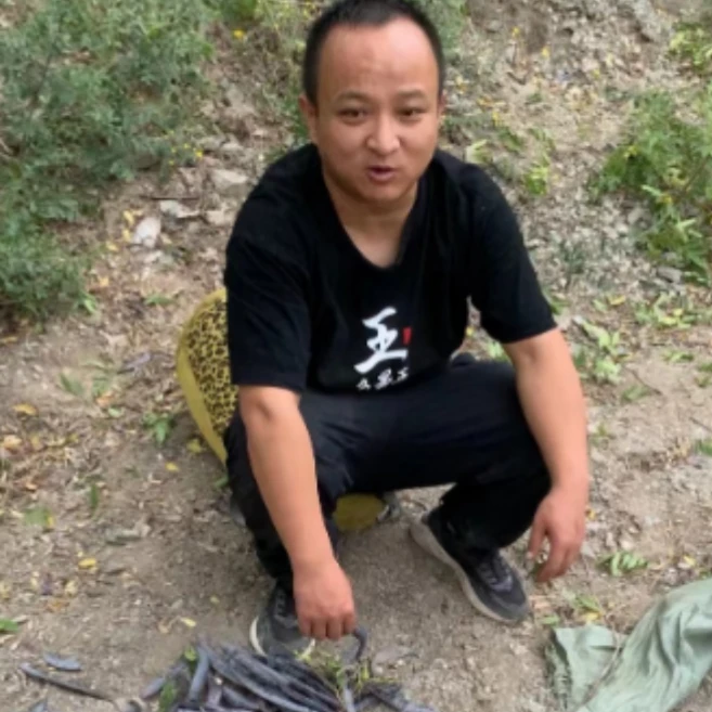 皂角 甘肃皂荚 猪牙皂荚 大皂角 山里地里采摘非专门种植的