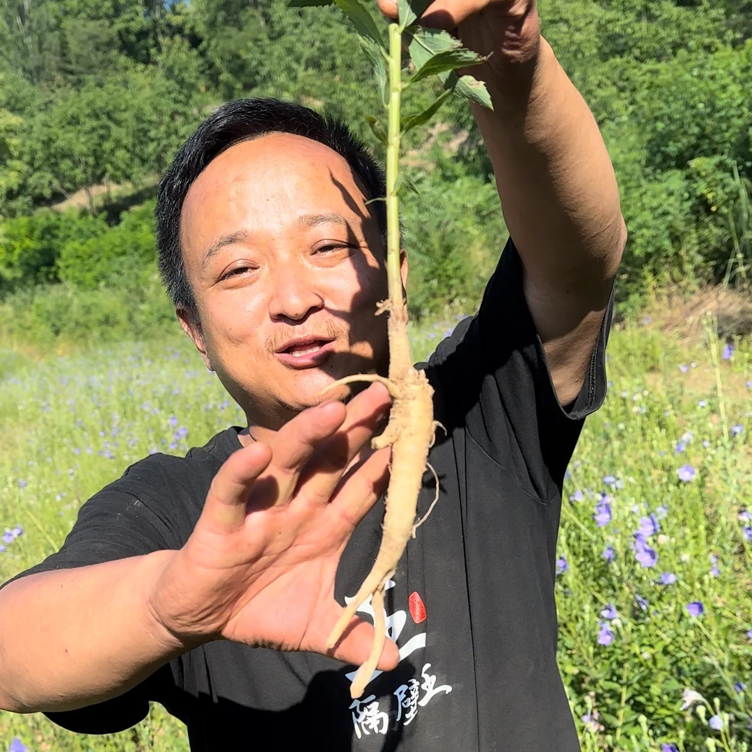 桔梗 甘肃种植的 已刮皮已切片大小片都有 内蒙种植桔梗片