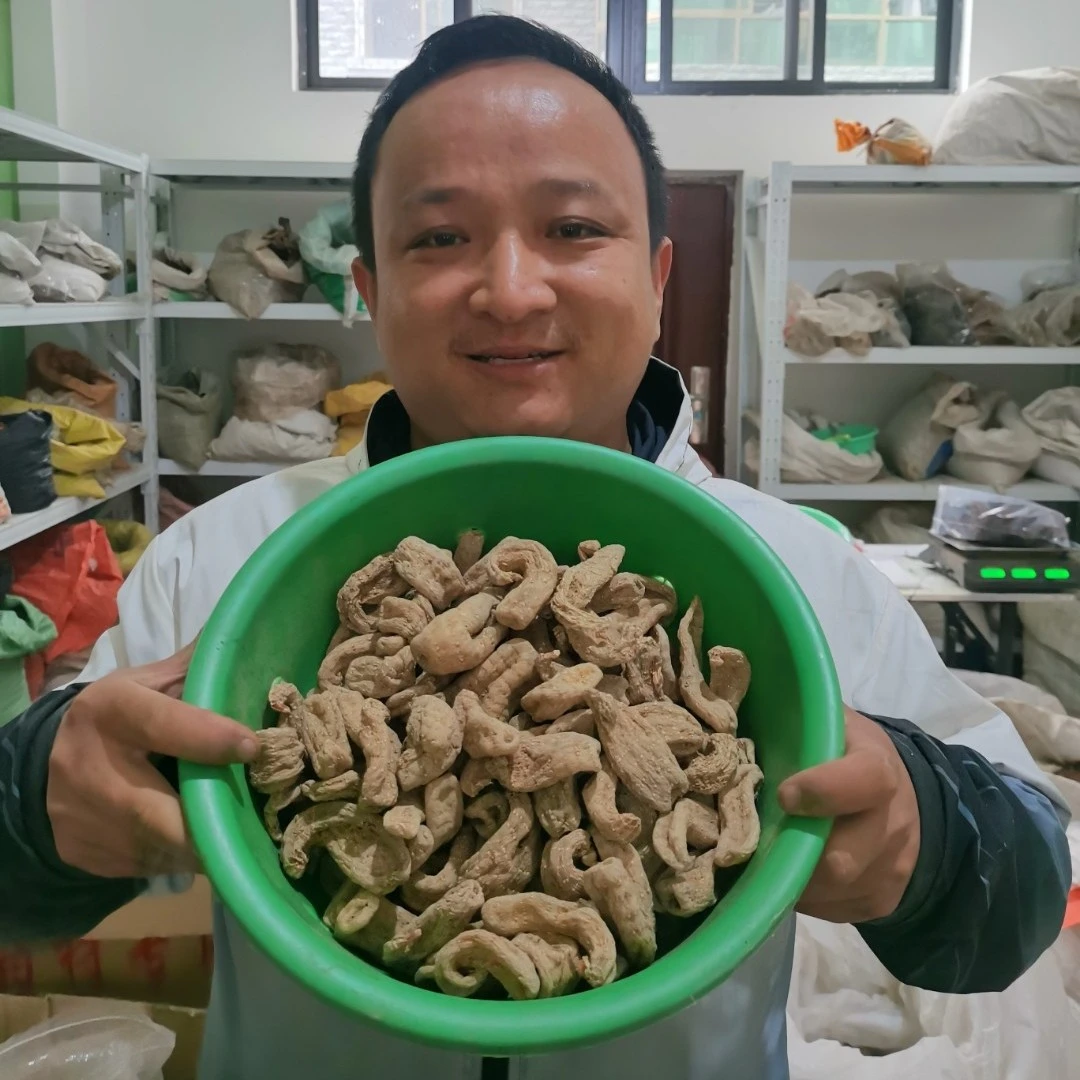 天麻 甘肃种植的 云南种植的 整个的