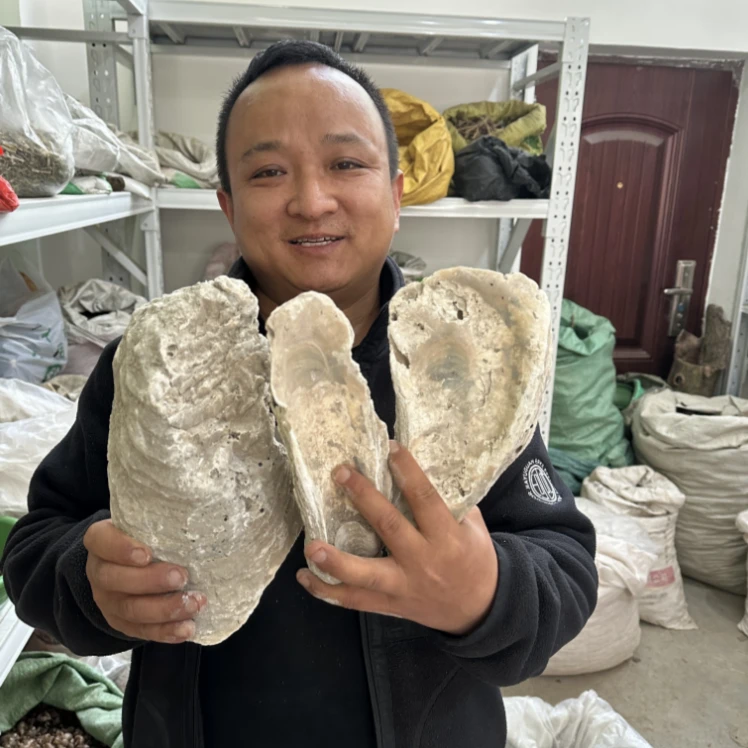 牡蛎 广西牡蛎 养殖的生的整块的可打粉可砸碎