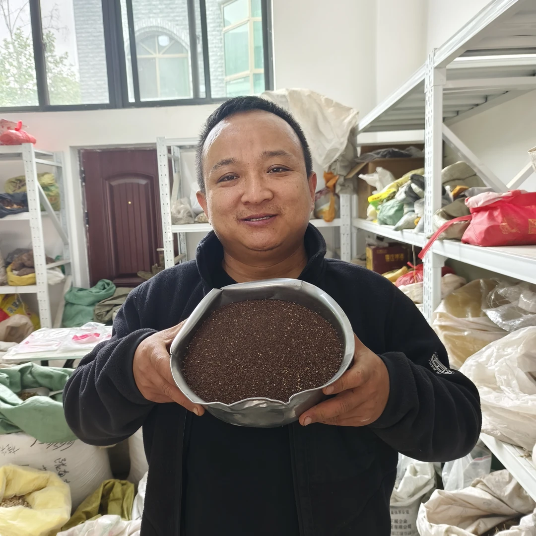 车前子 甘肃车前籽 生的就是车前草的籽户外采收非种植的