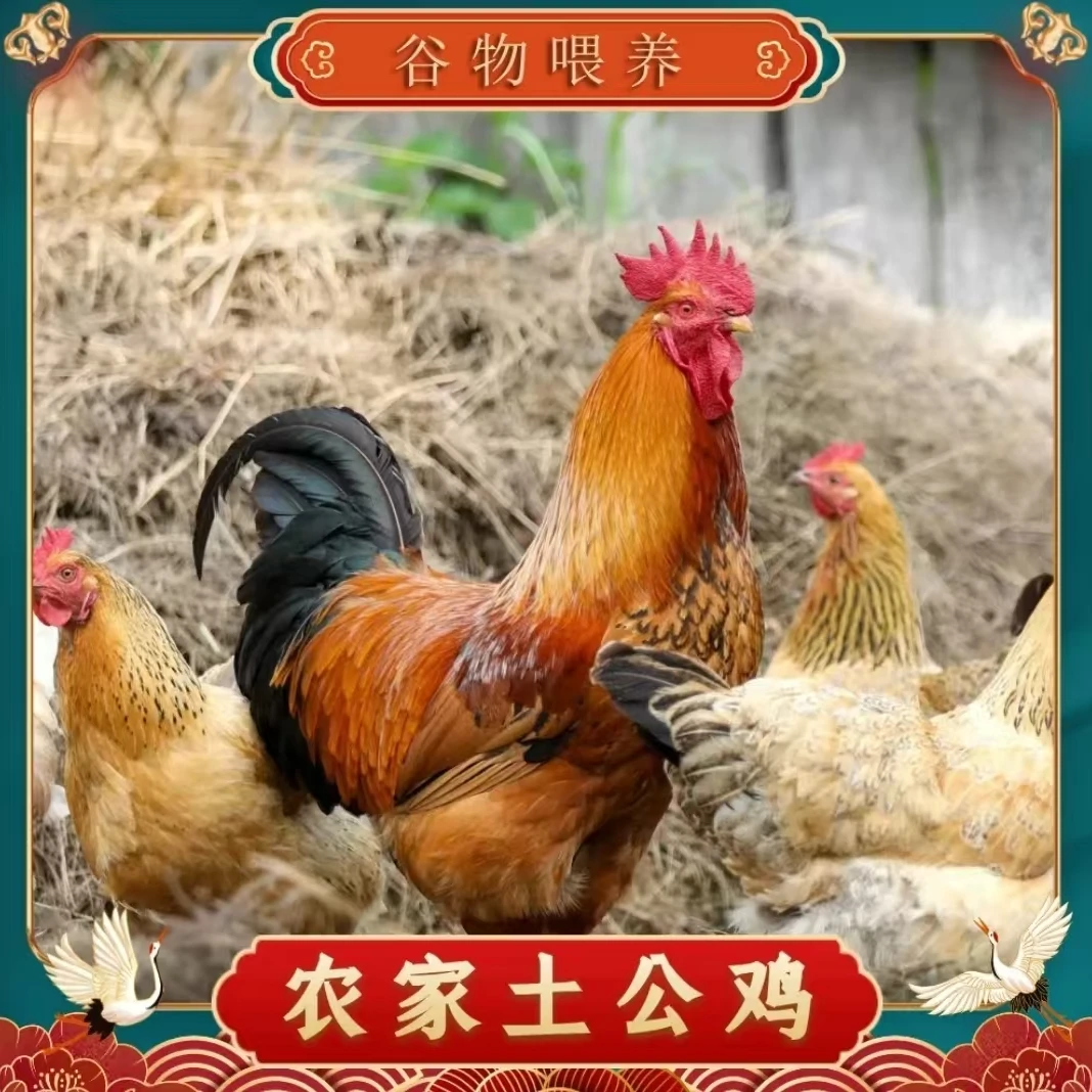 【1】林间放养土公鸡  3只毛重12斤 净重共9斤 带内脏