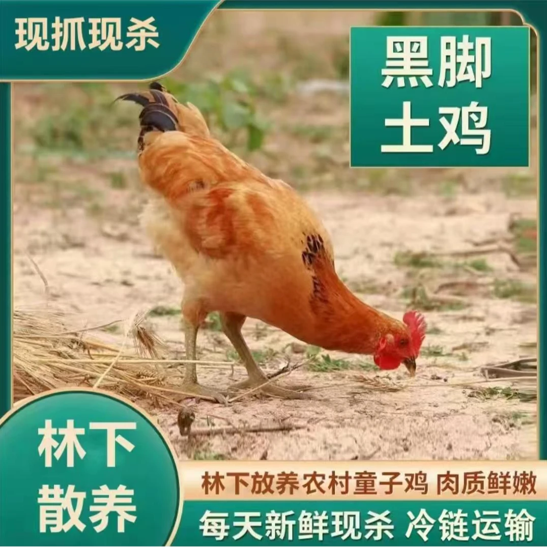 【乡村农场】放养黑爪土鸡黑脚童子鸡 发5只毛重16斤净重10斤左右