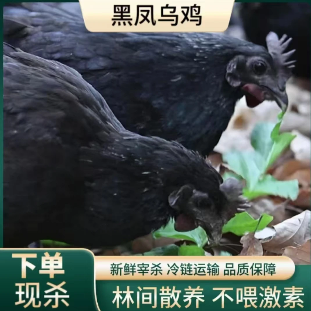 【小豪家】散养乌鸡五黑鸡母鸡 发3只净重共6斤杀好发货