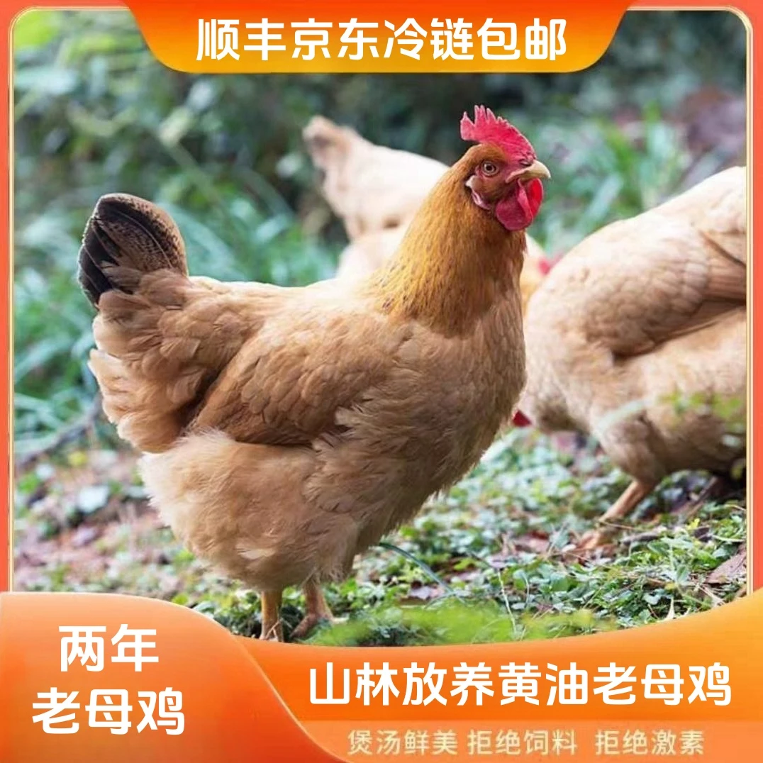 【小丽家】放养两年土鸡老母鸡 2只毛重7斤多 净重4-4.5斤 带内脏