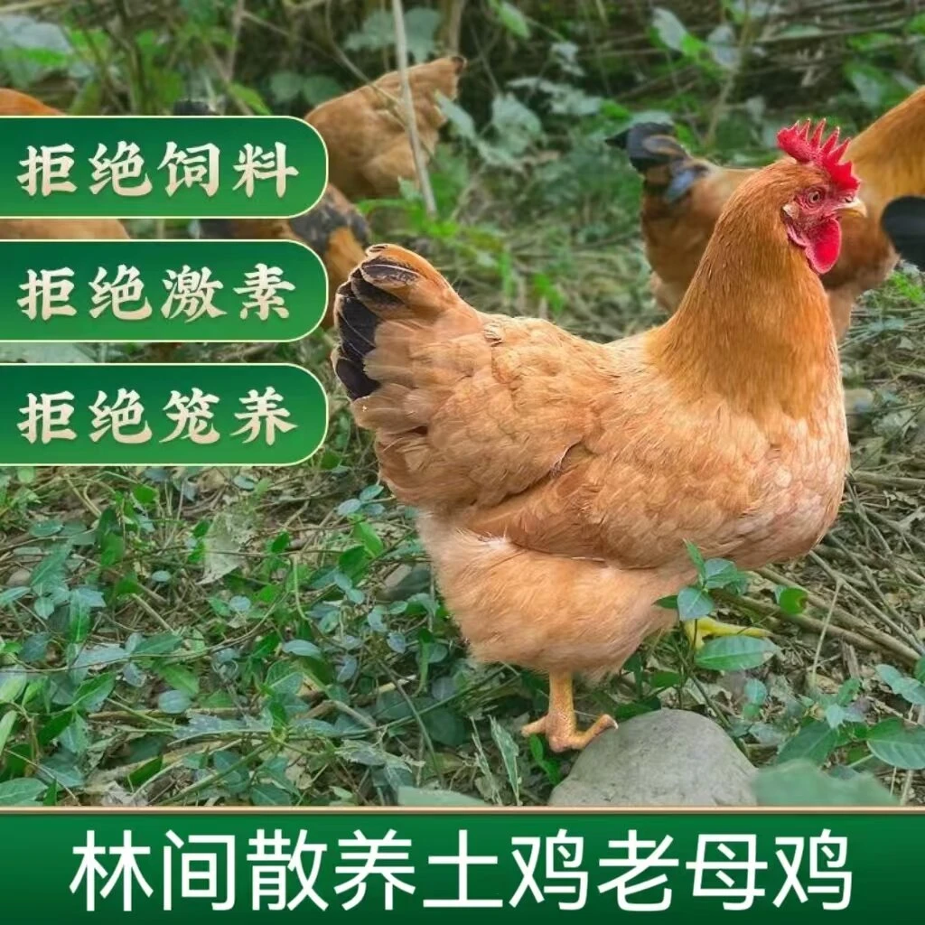 【乡村农场】放养三年黄油老母鸡  2只净重共6斤  带内脏