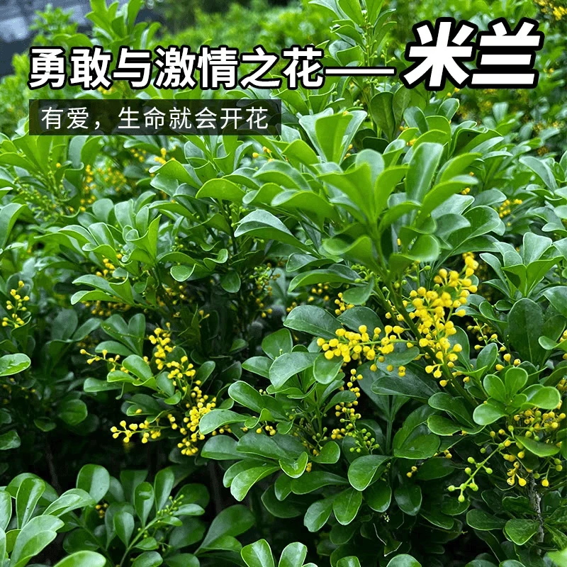 精品香水米兰盆栽室内外花苗四季开花四季常青浓香型植物空气净化
