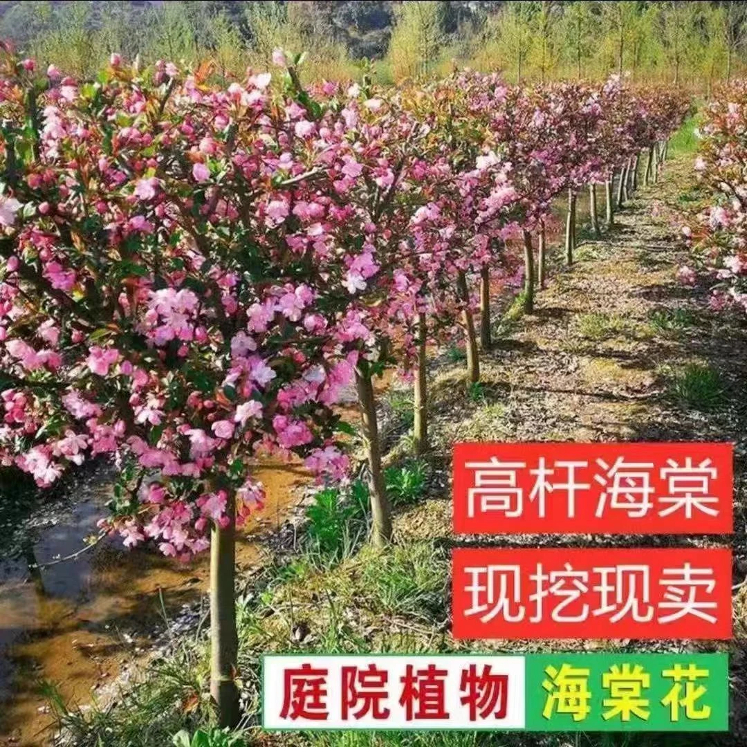 海棠苗盆栽地栽垂丝海棠精品庭院花卉苗庭院木本植物