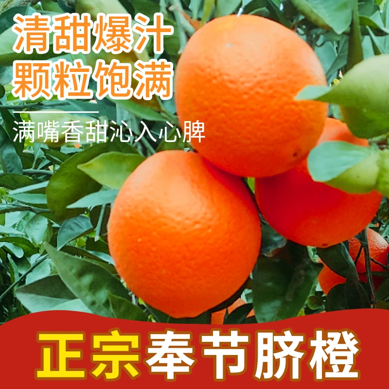 奉节脐橙20斤果园直发京东顺丰包邮 全福品