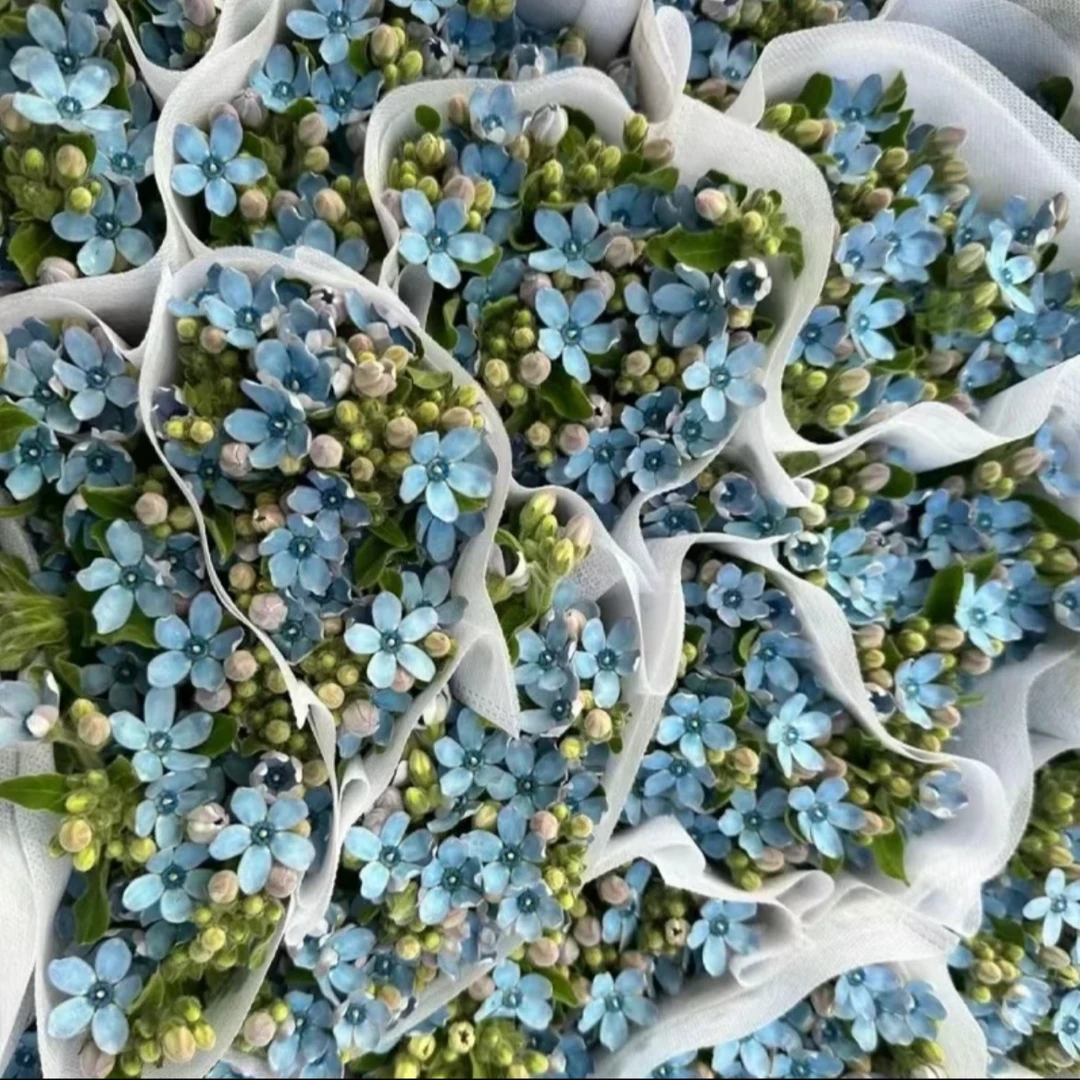 蓝心花【两单升级顺丰】云南鲜花  家庭插花
